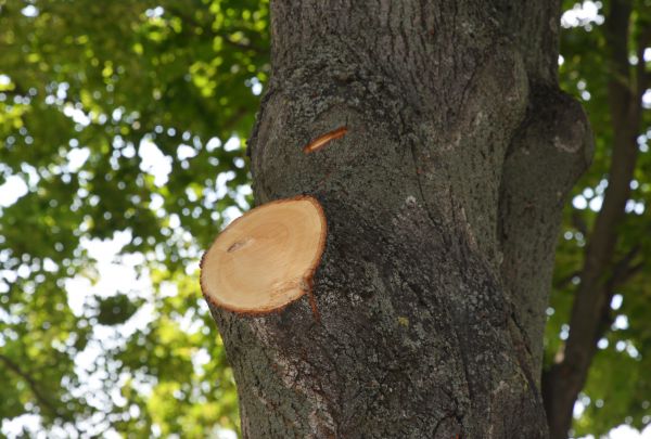 Cost of Limb Cutting in Shingle Springs