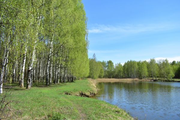 Cost of River Birch Pruning in Shingle Springs