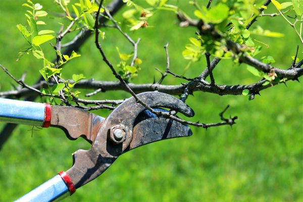 Cost of Branches Pruning in Shingle Springs