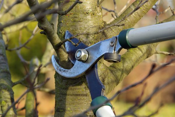 Cost of Tree Limb Trimming Service in Shingle Springs