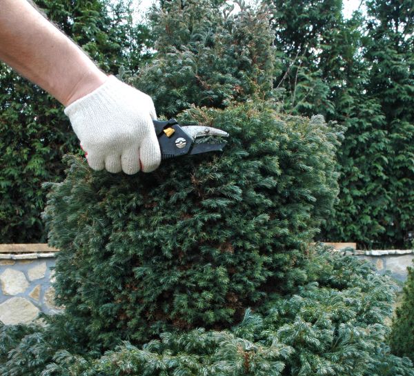 Cost of Ornamental Tree Trimming in Shingle Springs