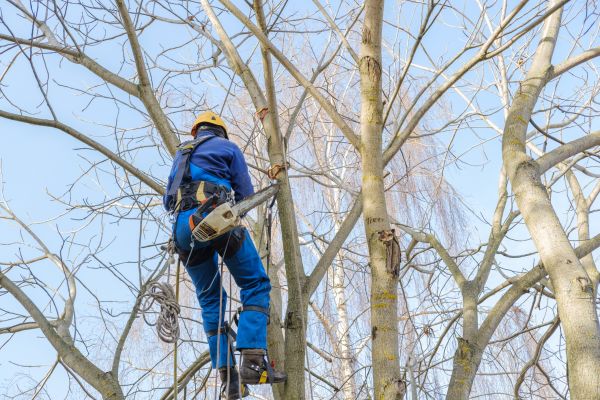 Cost of Large Tree Trimming in Shingle Springs