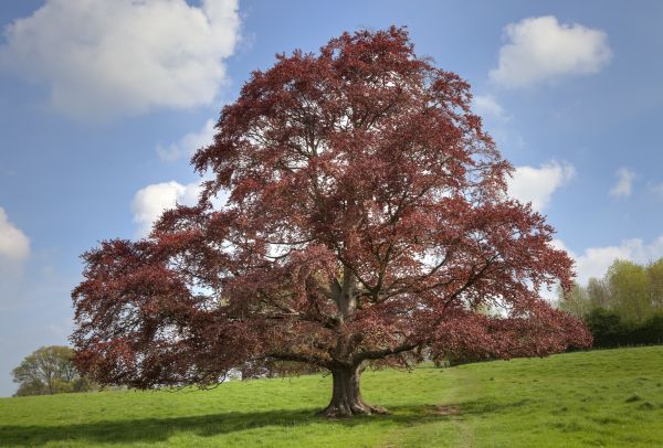Cost of Beech Tree Pruning in Shingle Springs