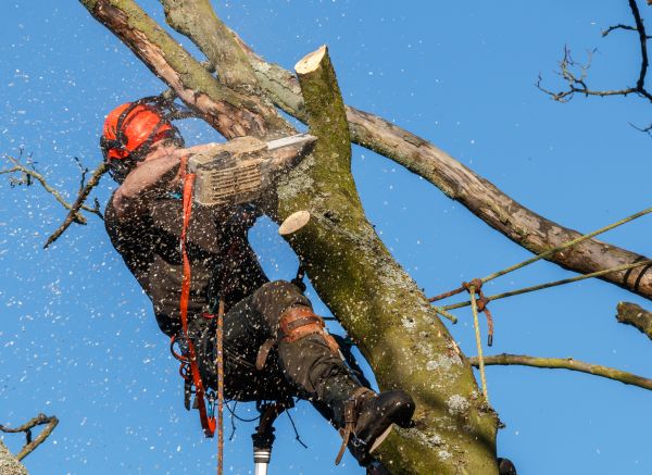 Tree Trimming Service in Shingle Springs