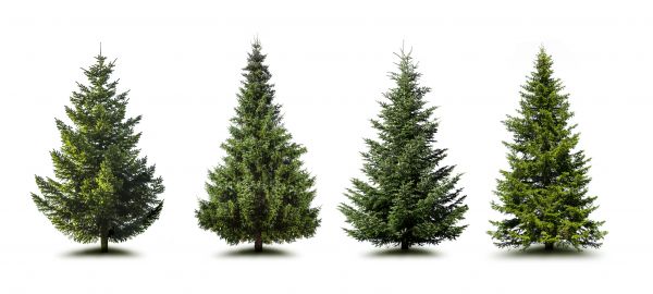Cost of Pine Tree Trimming in Shingle Springs