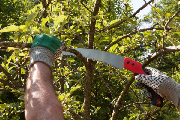 Apple Tree Trimming in Shingle Springs