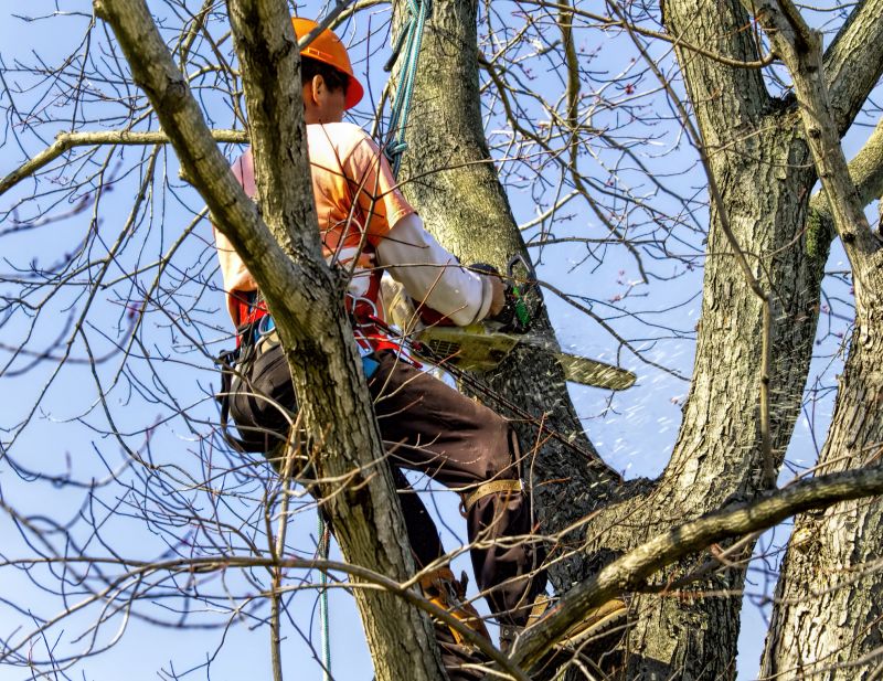 Tree Shaping Service detail