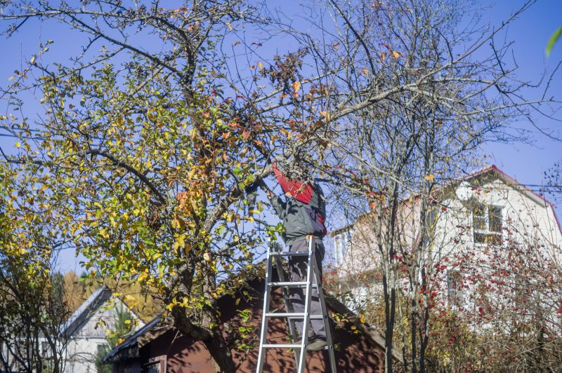 Tree Shaping Service