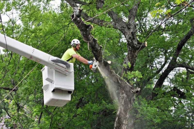 Tree Trimming Equipment in Action