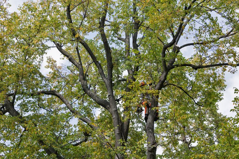 Arborist Climbing Trees
