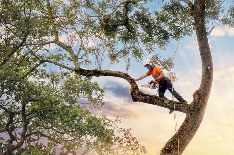 Arborist Climbing Technique