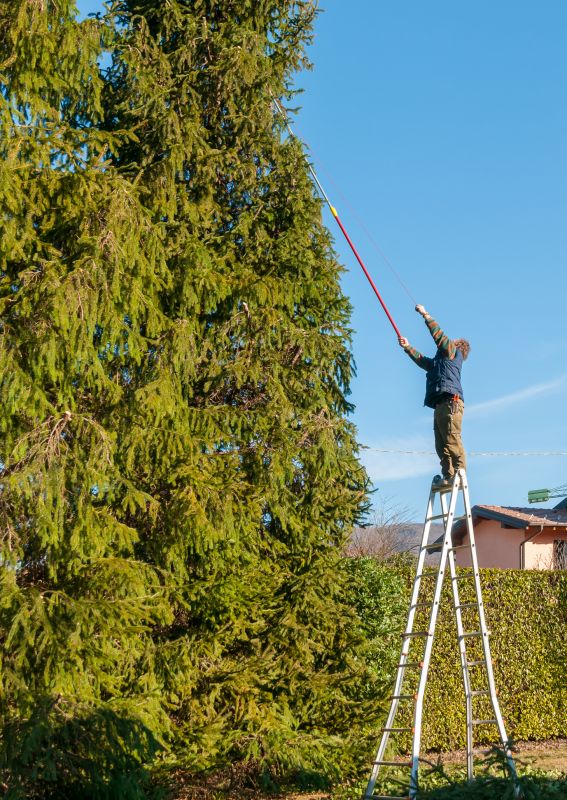 Tree Trimming in Summer