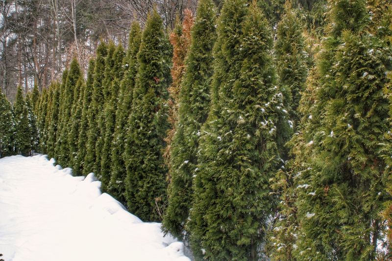 Tree Trimming in Winter